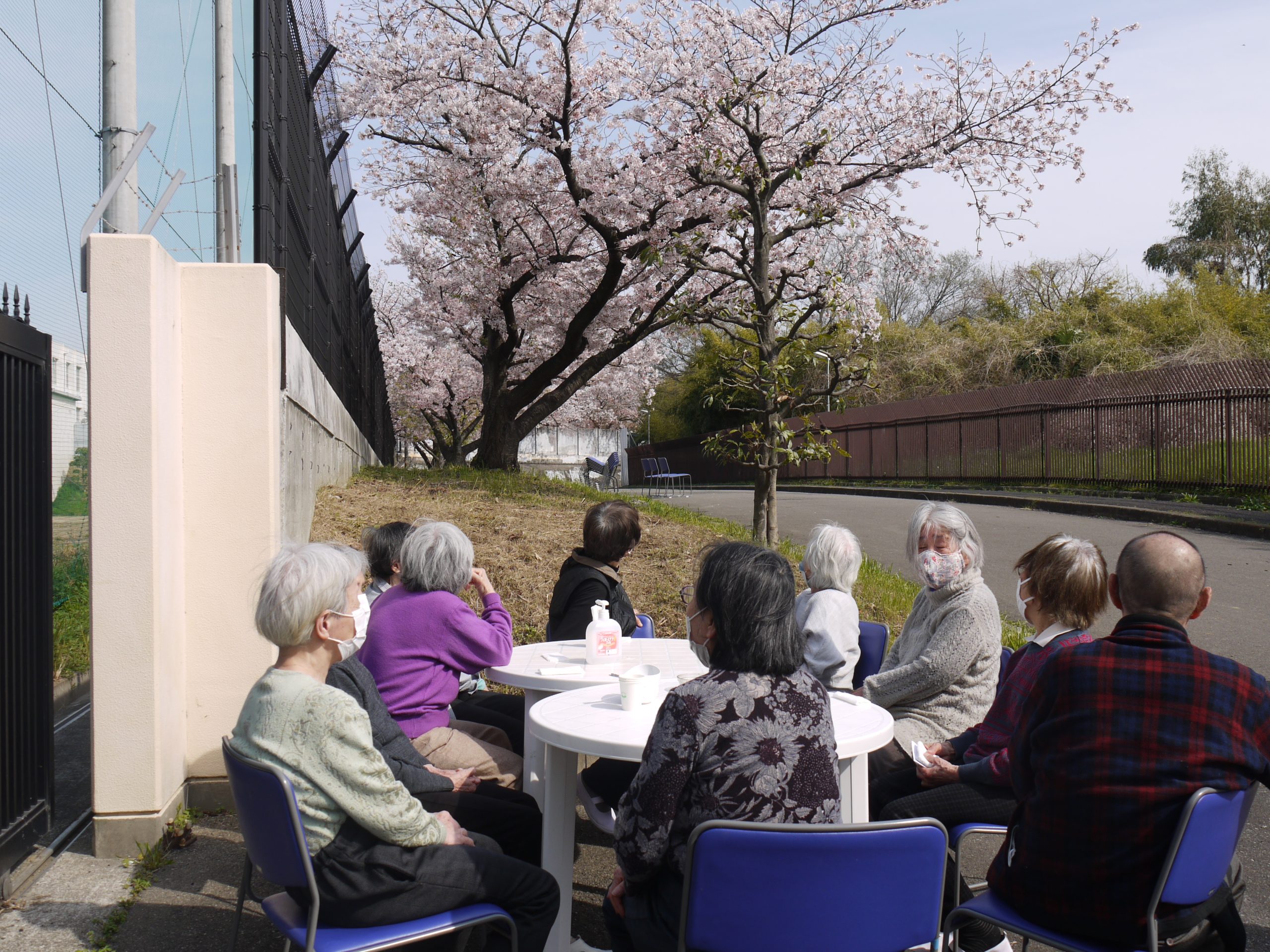 【大仙もずの音】桜を見ながら　🌸おやつタイム🌸